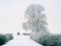 Lindenbaeumchen im Winter -historische Aufnahme-