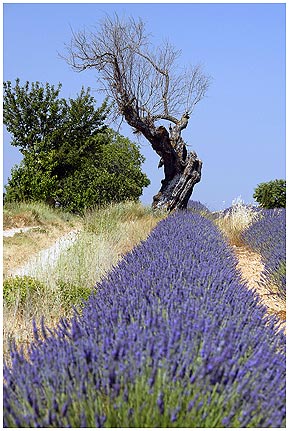 471_i_.jpg - Knorriger Baum im Lavendelfeld