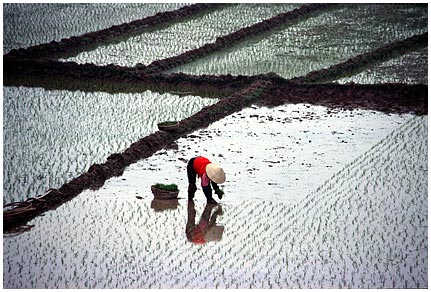 Reispflanzerin_i.jpg - Beim Reispflanzen in Nordvietnam