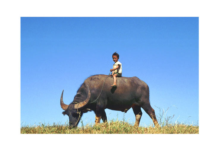 Burma_Junge_auf_Wasserbueff.jpg - Junge auf dem Wasserbüffel am Inle-See (Burma)