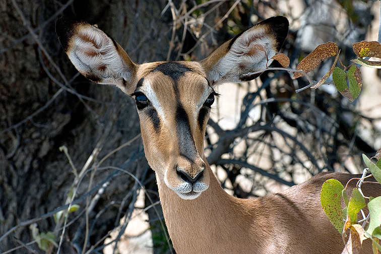Antilope im Unterholz