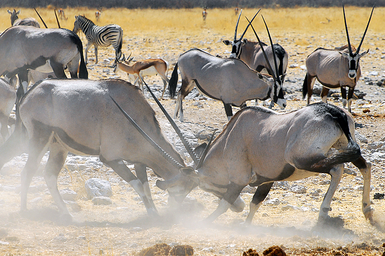 Kämpfende Oryx-Antilopen